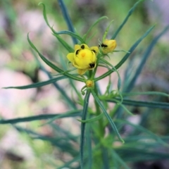 Xerochrysum viscosum at Wodonga, VIC - 9 Oct 2022