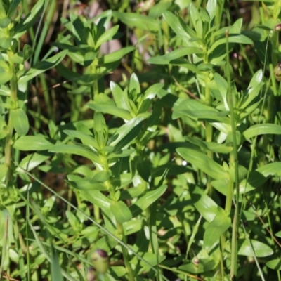 Lythrum hyssopifolia (Small Loosestrife) at Wodonga, VIC - 8 Oct 2022 by KylieWaldon