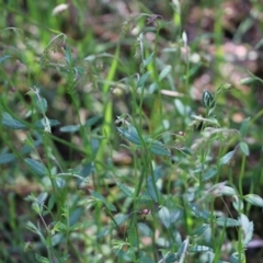 Gonocarpus tetragynus (Common Raspwort) at Jack Perry Reserve - 8 Oct 2022 by KylieWaldon