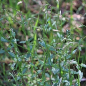 Gonocarpus tetragynus at Wodonga, VIC - 9 Oct 2022