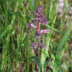 Orobanche minor (Broomrape) at Wodonga - 8 Oct 2022 by KylieWaldon