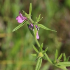 Unverified Other Wildflower or Herb at Wodonga, VIC - 9 Oct 2022 by KylieWaldon