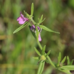 Unidentified Other Wildflower or Herb at Wodonga, VIC - 8 Oct 2022 by KylieWaldon