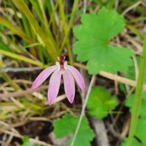 Caladenia fuscata at Stromlo, ACT - 9 Oct 2022