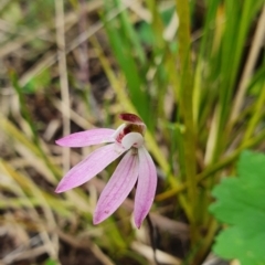 Caladenia fuscata at Stromlo, ACT - 9 Oct 2022