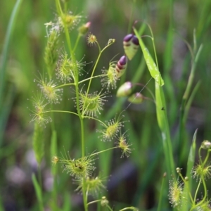 Drosera sp. at Wodonga, VIC - 9 Oct 2022