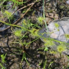 Drosera sp. at Wodonga, VIC - 9 Oct 2022 09:38 AM