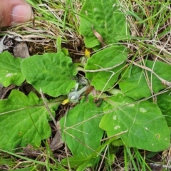 Cymbonotus sp. (preissianus or lawsonianus) (Bears Ears) at Block 402 - 9 Oct 2022 by HughCo