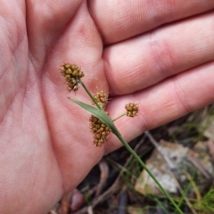 Luzula densiflora (Dense Wood-rush) at Piney Ridge - 9 Oct 2022 by HughCo