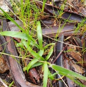 Luzula densiflora at Molonglo Valley, ACT - 9 Oct 2022