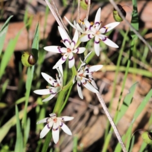 Wurmbea dioica subsp. dioica at Wodonga, VIC - 9 Oct 2022 09:03 AM