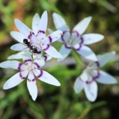 Wurmbea dioica subsp. dioica at Wodonga, VIC - 9 Oct 2022