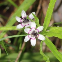 Wurmbea dioica subsp. dioica at Wodonga, VIC - 9 Oct 2022