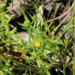 Triptilodiscus pygmaeus (Annual Daisy) at Wodonga - 8 Oct 2022 by KylieWaldon