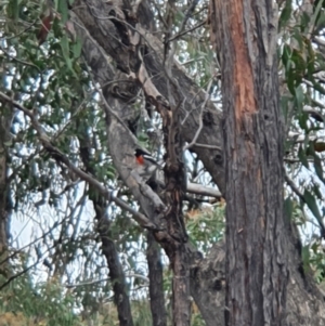 Petroica boodang at Molonglo Valley, ACT - 9 Oct 2022 02:16 PM