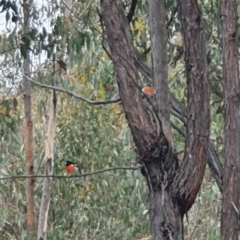 Petroica boodang at Molonglo Valley, ACT - 9 Oct 2022 02:16 PM