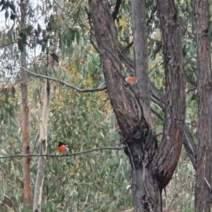 Petroica boodang at Molonglo Valley, ACT - 9 Oct 2022