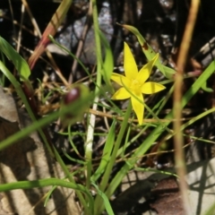 Pauridia vaginata (Yellow Star) at Wodonga - 8 Oct 2022 by KylieWaldon
