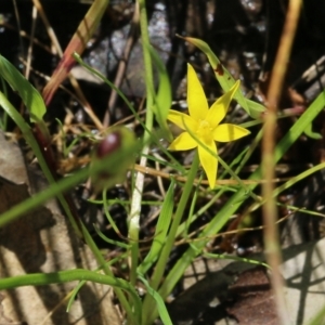 Pauridia vaginata at Wodonga, VIC - 9 Oct 2022