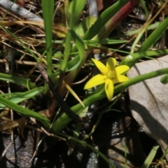 Pauridia vaginata at Wodonga, VIC - 9 Oct 2022