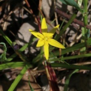 Pauridia vaginata at Wodonga, VIC - 9 Oct 2022