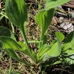 Plantago lanceolata (Ribwort Plantain, Lamb's Tongues) at Jack Perry Reserve - 8 Oct 2022 by KylieWaldon