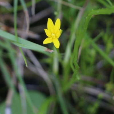 Pauridia vaginata (Yellow Star) at Jack Perry Reserve - 8 Oct 2022 by KylieWaldon