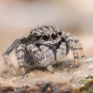 Maratus vespertilio at Campbell, ACT - 9 Oct 2022