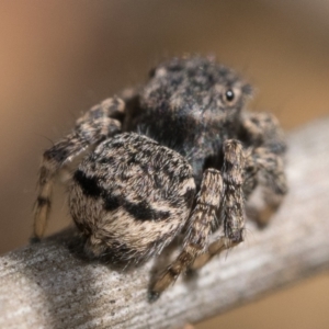 Maratus vespertilio at Campbell, ACT - 9 Oct 2022