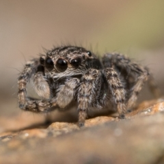 Maratus vespertilio at Campbell, ACT - 9 Oct 2022