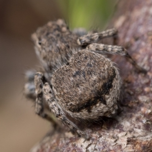 Maratus vespertilio at Campbell, ACT - 9 Oct 2022