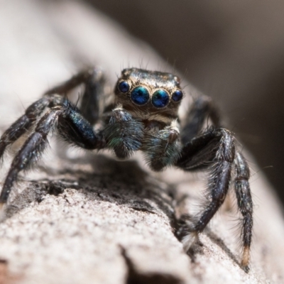 Jotus auripes (Jumping spider) at Campbell, ACT - 9 Oct 2022 by patrickcox