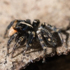 Euophryinae sp.(Undescribed) (subfamily) at Campbell, ACT - 9 Oct 2022