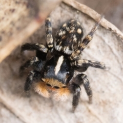 Euophryinae sp.(Undescribed) (subfamily) at Campbell, ACT - 9 Oct 2022