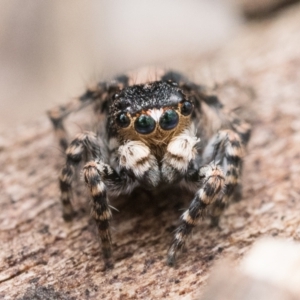 Euophryinae sp. (Rockhopper) undescribed at Campbell, ACT - 9 Oct 2022