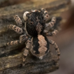 Euophryinae sp. (Rockhopper) undescribed at Campbell, ACT - 9 Oct 2022