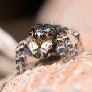 Euophryinae sp. (Rockhopper) undescribed at Campbell, ACT - 9 Oct 2022