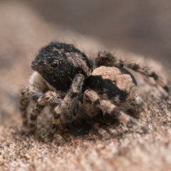 Euophryinae sp. (Rockhopper) undescribed at Campbell, ACT - 9 Oct 2022 11:00 AM