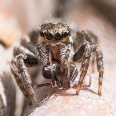 Maratus griseus (Jumping spider) at Campbell, ACT - 9 Oct 2022 by patrickcox