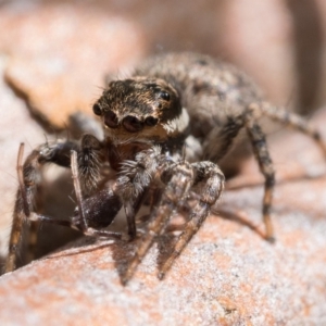 Maratus griseus at Campbell, ACT - 9 Oct 2022 11:00 AM