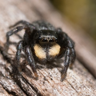 Salticidae sp. 'Golden palps' (Unidentified jumping spider) at Mount Ainslie - 9 Oct 2022 by patrickcox
