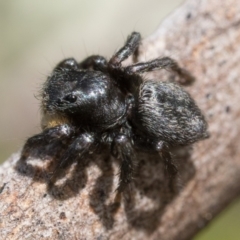 Salticidae sp. 'Golden palps' at Campbell, ACT - 9 Oct 2022