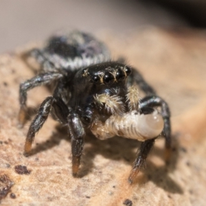 Salticidae sp. 'Golden palps' at Campbell, ACT - 9 Oct 2022