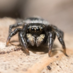 Salticidae sp. 'Golden palps' at Campbell, ACT - 9 Oct 2022