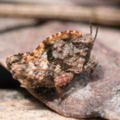 Tetrigidae (family) (Pygmy grasshopper) at Campbell, ACT - 9 Oct 2022 by patrickcox