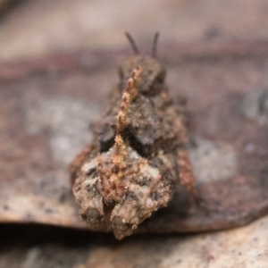 Tetrigidae (family) at Campbell, ACT - 9 Oct 2022