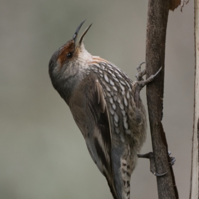 Climacteris erythrops (Red-browed Treecreeper) at Mount Ainslie - 9 Oct 2022 by patrickcox