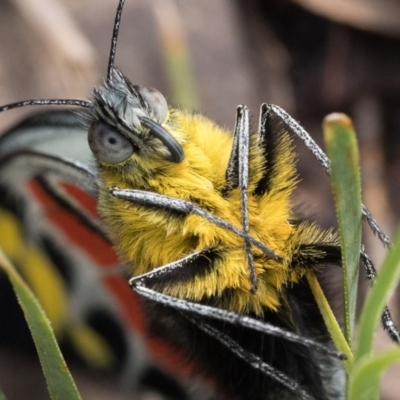 Delias harpalyce (Imperial Jezebel) at Mount Ainslie - 9 Oct 2022 by patrickcox