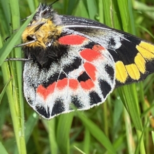 Delias harpalyce at Red Hill, ACT - 9 Oct 2022