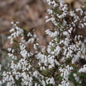 Cryptandra amara at O'Malley, ACT - 18 Aug 2022 10:08 AM